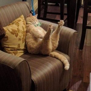 Meet your Posher, Julee